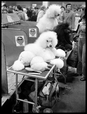 Arthur Steel: Pampered Pooch, Limited Edition Photograph 24 X 19”