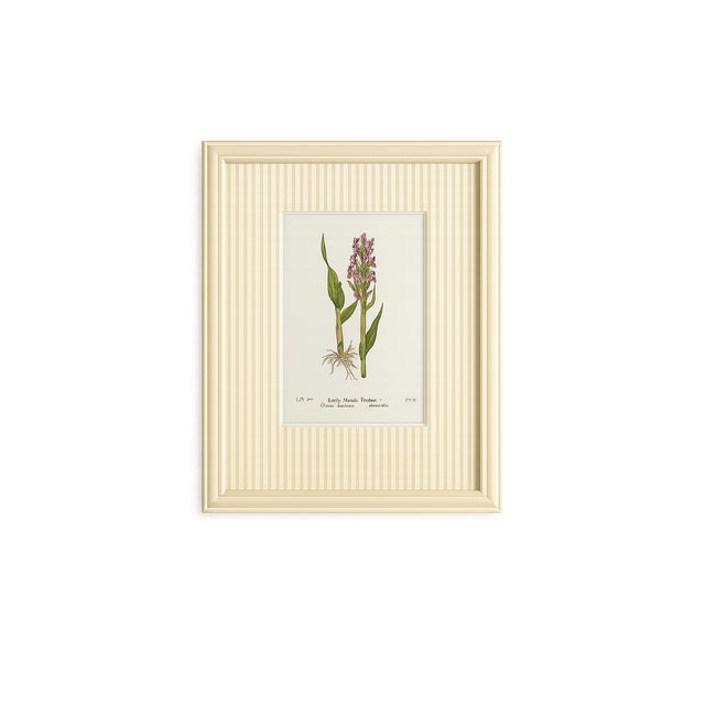 Set of Twelve Antique Alpine Botanical Chromolithographs Circa 1909 in Custom Frames. For Sale - Image 4 of 15