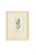 Set of Twelve Antique Alpine Botanical Chromolithographs Circa 1909 in Custom Frames. For Sale - Image 4 of 15