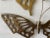 Metal A Pair of Vintage Soild Brass Butterfly Wall Hangings For Sale - Image 7 of 9