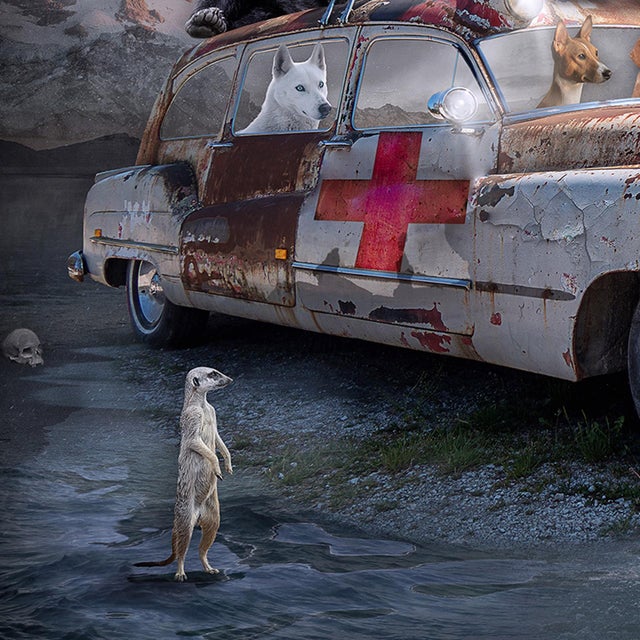 Contemporary To the Rescue II by Marcin Owczarek | Photography of animals around a vintage rescue vehicle For Sale - Image 3 of 4
