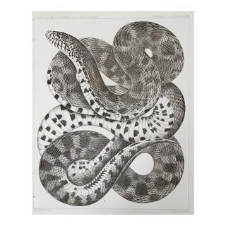 Mid 19th Century Snake Lithograph Us Pacifc Railroad Book Plate For Sale