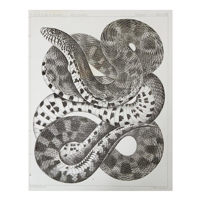 Mid 19th Century Snake Lithograph Us Pacifc Railroad Book Plate For Sale