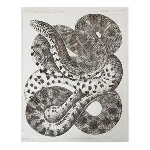 Mid 19th Century Snake Lithograph Us Pacifc Railroad Book Plate