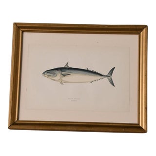 Antique Hand-Colored Bonito Fish Engraving, Framed For Sale