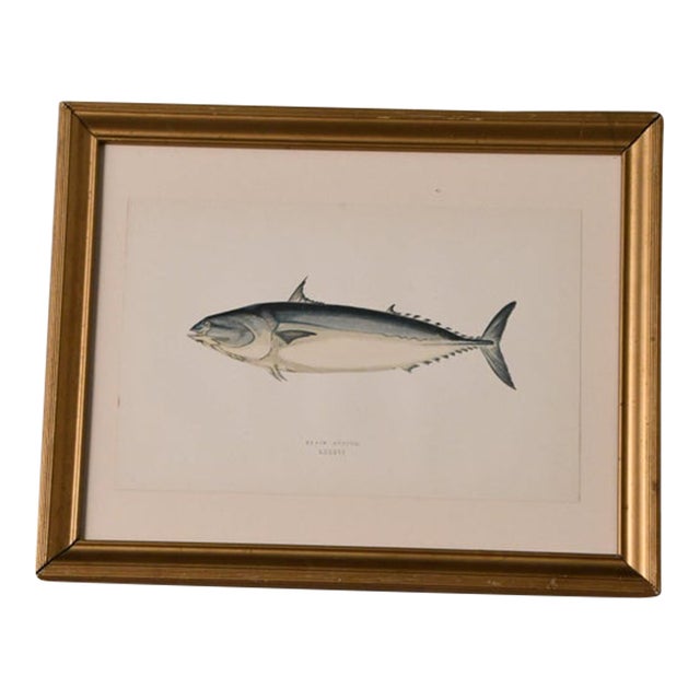 Antique Hand-Colored Bonito Fish Engraving, Framed For Sale