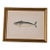 Antique Hand-Colored Bonito Fish Engraving, Framed For Sale