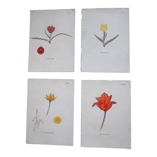 Vintage Mid 20th Century Tulip Folio Size Lithographs - Set of 4 For Sale