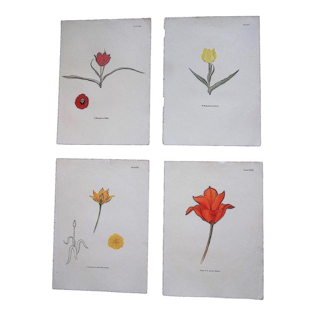 Vintage Mid 20th Century Tulip Folio Size Lithographs - Set of 4 For Sale