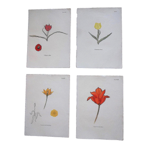 Vintage Mid 20th Century Tulip Folio Size Lithographs - Set of 4