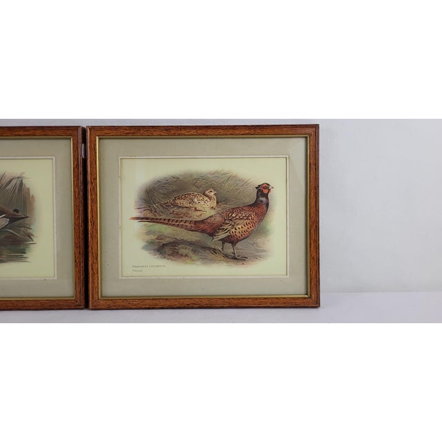Duck & Pheasant, Prints, 1930s, Framed, Set of 2 For Sale - Image 4 of 8