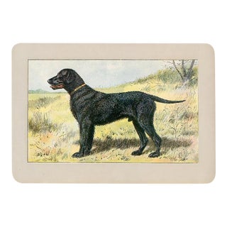Curly-Coated Retriever Dog Print, 1907, Antique Dog Print, Lithograph, France For Sale
