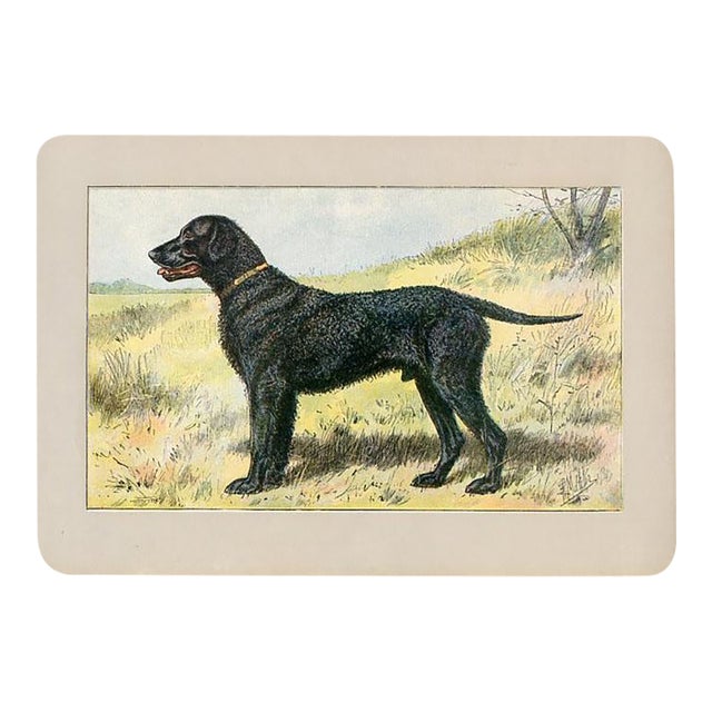 Curly-Coated Retriever Dog Print, 1907, Antique Dog Print, Lithograph, France For Sale