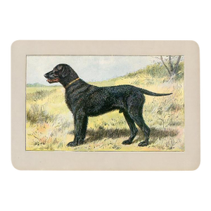 Curly-Coated Retriever Dog Print, 1907, Antique Dog Print, Lithograph, France