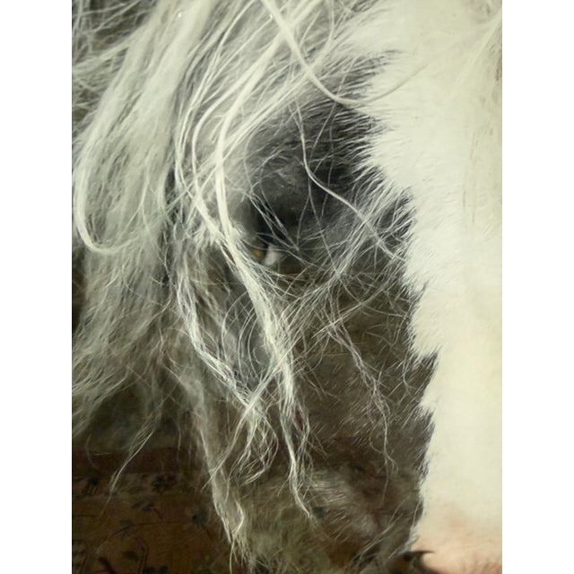 Plastic Terry Kirkland Cook Bombshell a Gypsy Vanner Acrylic Print For Sale - Image 7 of 12