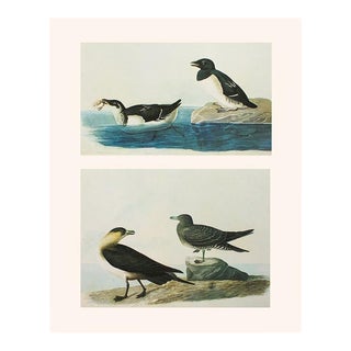 1966 Vintage Cottage Print After John James Audubon, "Dovekie and Richardson's Jager" For Sale