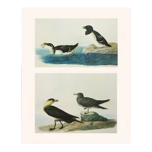1966 Vintage Cottage Print After John James Audubon, "Dovekie and Richardson's Jager"