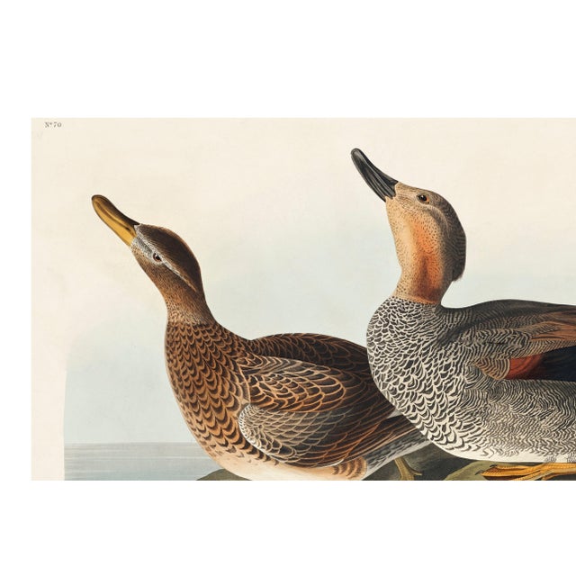 Not Yet Made - Made To Order Gadwall Duck, Vintage Art Print Reproduction From Birds of America by John James Audubon, 36" X 24" For Sale - Image 5 of 10