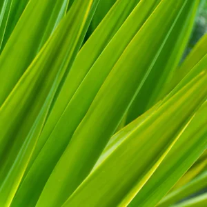 Gaétan Caron "Texture 7: Chlorophyll" Big Island, Hawaii Photograph, 2015 2015