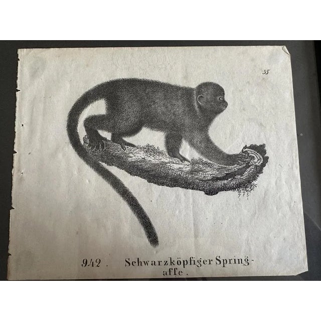 Monkey, 1831-35, Original Lithograph For Sale - Image 3 of 12