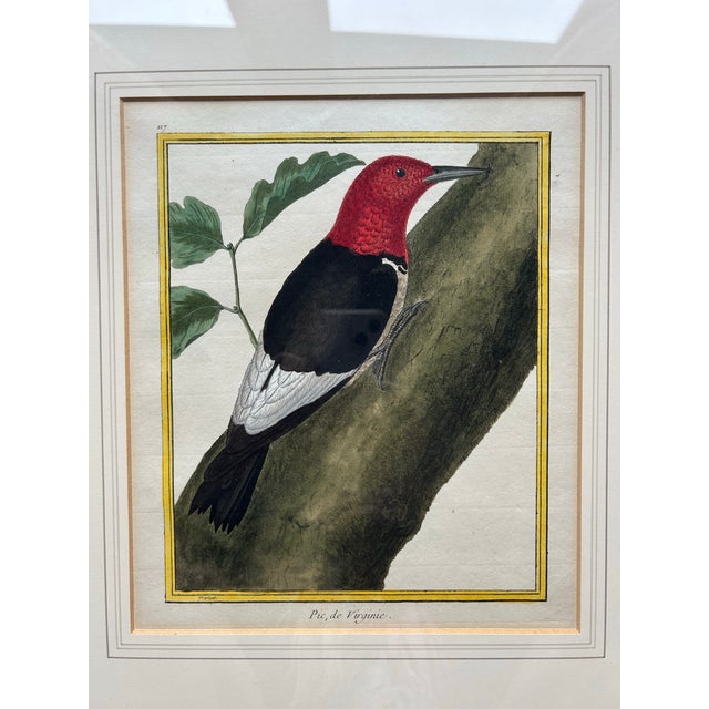 French Antique Original 18th Century Hand Colored Print of Red Headed Woodpecker ~ Framed For Sale - Image 3 of 7