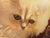 Portraiture White Himalayan Cat 18"x24" Oil Painting For Sale - Image 3 of 6