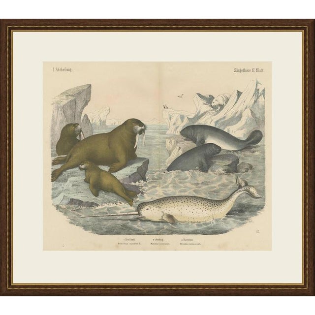 This antique natural history print shows walruses, a manatee and a narwhal, an original plate from C. F. A. Kolb's...