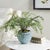 Early 21st Century Vista Pot For Sale - Image 5 of 7