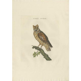 Sepp & Nozeman, Eurasian Scops Owl, 1770, Paper For Sale