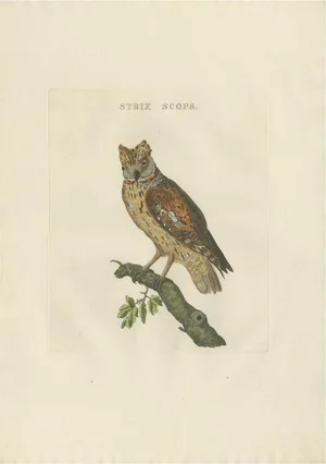 Sepp & Nozeman, Eurasian Scops Owl, 1770, Paper