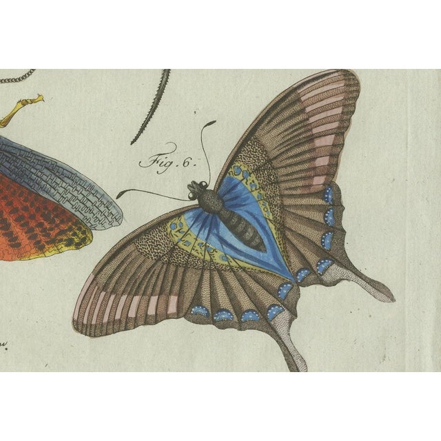 Black Bertuch, Exotic Insects, Spider and Butterfly, 1800, Engraving For Sale - Image 8 of 10