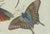 Black Bertuch, Exotic Insects, Spider and Butterfly, 1800, Engraving For Sale - Image 8 of 10