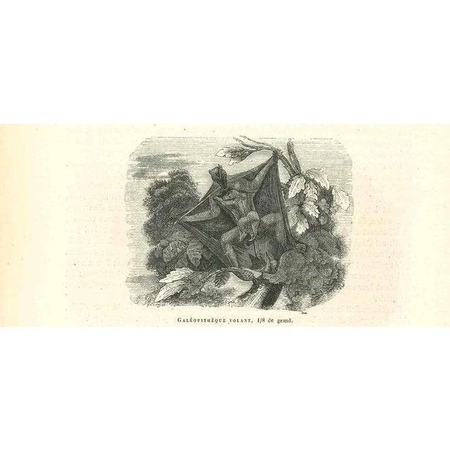 Galéopithèque Volant is an original lithograph on ivory-colored paper, realized by Paul Gervais (1816-1879). The artwork...