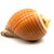 Shell Vintage Large Tun Ocean Snail Shell Seashell For Sale - Image 7 of 8