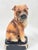 Vintage 1970s Takahashi San Francisco Ceramic Shar Pei Dog Figurine Bookend - Single For Sale In New Orleans - Image 6 of 10