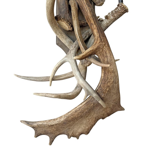 Pair of Fallow Deer Antler Sconces For Sale - Image 12 of 13