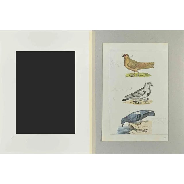 Pigeons is an Etching hand colored realized by Gotthilf Heinrich von Schubert - Johann Friedrich Naumann, Illustration...