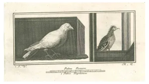 Niccolò Vanni, Ancient Roman Scene, Original Etching, 18th Century