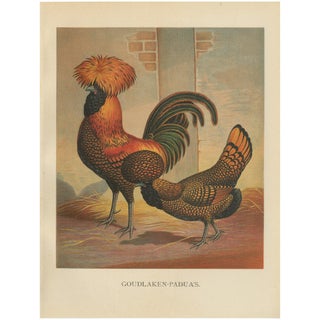 Golden Polish Chicken, 1888, Lithograph on Paper For Sale