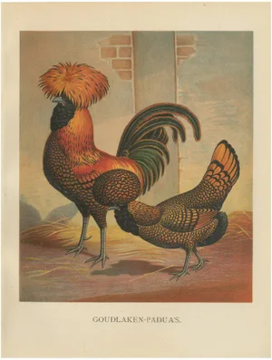 Golden Polish Chicken, 1888, Lithograph on Paper