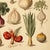 18' X 24' 'Vegetables' Botanical Print, Unframed For Sale - Image 4 of 5