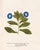 18th Century Vintage Botanical Reproduction Prints, Set of 6 With Blue Flowers - 16" X 20" For Sale In Los Angeles - Image 6 of 8