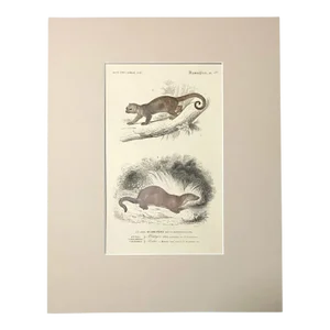 Original Antique D'Orbigny Hand-Colored Engraving, Otter & Kinkajou in 11x14 Mat