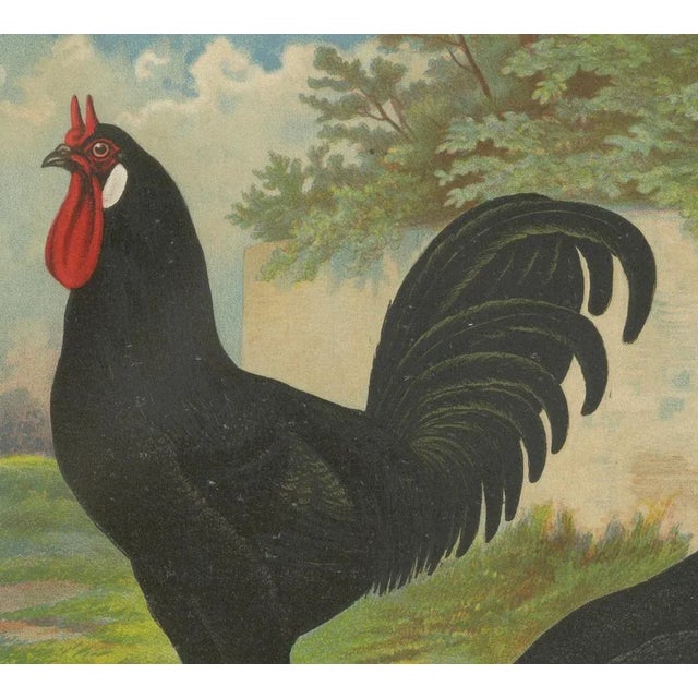 The distinctive la flèche chicken a rare 19th century poultry lithograph this remarkable 19th century chromolithograph...