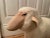 Postmodern Contemporary Lalanne Style Sheep Stool or Sculpture For Sale - Image 3 of 4