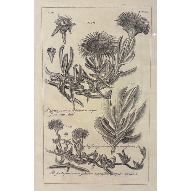 An elegant botanical print depicting several varieties of *Mesembryanthemum*, a flowering succulent traditionally known as...