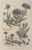 An elegant botanical print depicting several varieties of *Mesembryanthemum*, a flowering succulent traditionally known as...