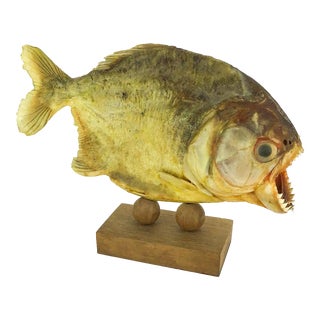 Vintage Piranha Fish Taxidermy Statue For Sale