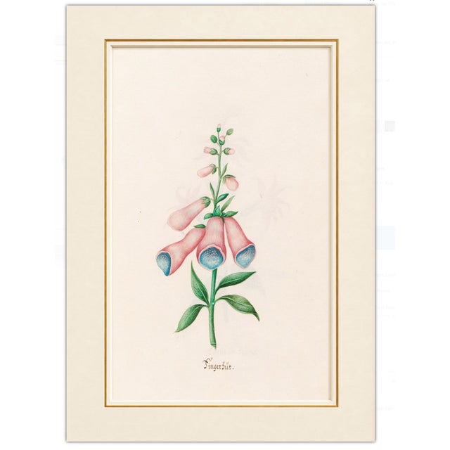 Paper Atelier Aria Lumae Magdalena Rosina Funck Style Botanical Miniature Passe Partout Prints Complete 30 Piece Set A4 For Sale - Image 7 of 18