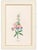 Paper Atelier Aria Lumae Magdalena Rosina Funck Style Botanical Miniature Passe Partout Prints Complete 30 Piece Set A4 For Sale - Image 7 of 18